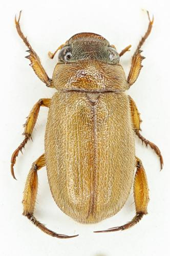 Réf. 310 848 : Adoretus hirsutus